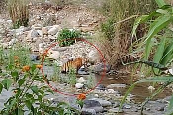 अमृत सरोवर के निर्माण स्थल में पहुंचा बाघ, श्रमिकों में मची अफरा-तफरी, भगाने के लिए फेंके पत्थर