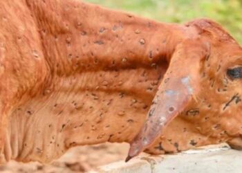 उत्तराखंड में लंपी वायरस का कहर, अब तक 288 पशुओं की गई जान