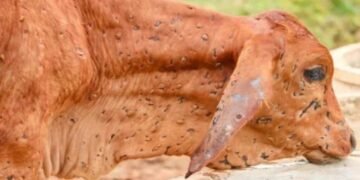 उत्तराखंड में लंपी वायरस का कहर, अब तक 288 पशुओं की गई जान