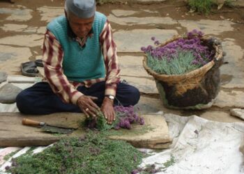 जड़ी-बूटी के उत्पादन से उत्तराखंड में रोजगार की बढ़ेंगी संभावनाएं, मुख्य सचिव ने दिए निर्देश