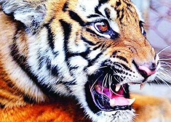 चनौती गांव में छह महीने से घूम रहा बाघ का कुनबा, लोगों में दहशत, बंद कराना पड़ा स्कूल