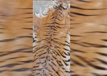 Uttarakhand में अब तक की सबसे बड़ी बाघ की खाल बरामद,चार तस्‍कर गिरफ्तार