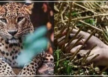 बाघ ने बुजुर्ग महिला को बनाया निवाला, जंगल में मिला आधा खाया हुआ शव..