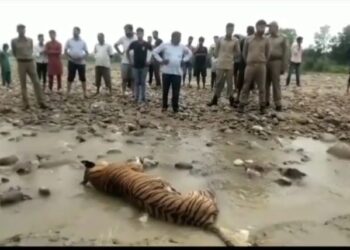 Big breaking:-कॉर्बेट टाइगर रिज़र्व में ढेला नदी में मिला बाघिन का शव,मचा हड़कंप