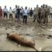 Big breaking:-कॉर्बेट टाइगर रिज़र्व में ढेला नदी में मिला बाघिन का शव,मचा हड़कंप