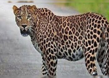 यहाँ एक साथ दिखाई दिए दो गुलदार, दहशत में आए लोग