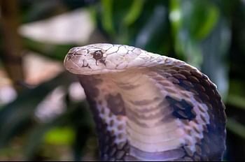 घर में सो रहे भाई-बहन को कोबरा ने डसा,हालत नाजुक, डोईवाला में हुई घटना से सहमे लोग