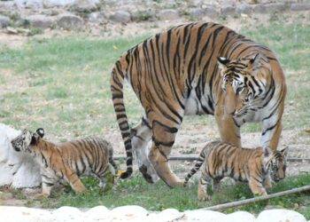 जन्म देने के पांचवें दिन ही अपने तीनों शावकों को खा गई बाघिन