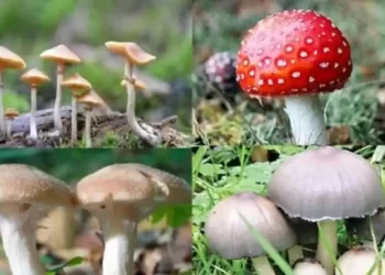 जंगली मशरूम की सब्जी खाने से पति-पत्नी की मौत, मां अस्पताल में भर्ती