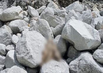 जंगल में अचानक हुई बोल्डरों की बरसात, चपेट में आने से 100 से अधिक मवेशी जिंदा दफन