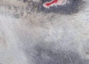 श्री केदारनाथ धाम पैदल यात्रा मार्ग में घायल,बीमार घोड़े-खच्चरों के साथ क्रूरता करने वालों पर प्रशासन कर रहा कार्रवाई