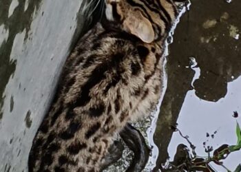 कालसी में पानी के टैंक में गिरा गुलदार का शावक,वन कर्मियों ने किया रेस्क्यू