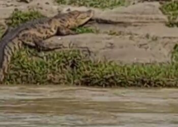 अब आराम फरमाता दिखा मगरमच्छ..!!