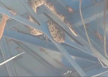 आसन बैराज चैनल गेट पर चढ़ा विशालकाय अजगर, मचा हड़कंप