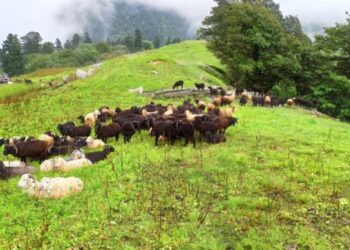 धूमधाम से मनाया गया प्राचीन लाई मेला..