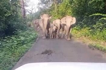 सड़क पर आ धमका हाथियों का झुंड,पटाखे और हवाई फायर के जरिये जंगल की ओर भगाया..