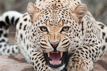 यहाँ महिलाओं पर झपटा गुलदार,एक महिला घायल