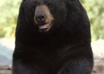 बगीचे में राजमा निकालने गई महिला पर भालू ने किया हमला