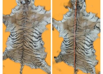 STF की बड़ी कार्यवाही पिता—पुत्र सहित तीन वन्यजीव तस्कर गिरफ्तार दो टाइगर की खाल व 35 किलो हड्डियां बरामद