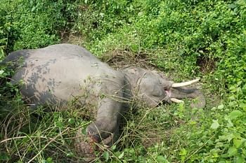 ट्रेन की टक्कर से हाथी की मौत, सूचना मिलते ही वन कर्मियों में मचा हड़कंप, मौके पर पहुंचे अधिकारी