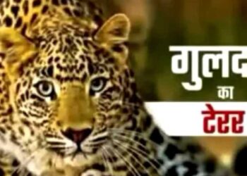 यहाँ घास काटने गई महिला पर गुलदार ने किया हमला,क्षेत्र में दहशत