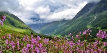 महक रही फूलों की घाटी लेकिन मौसम की बेरुखी से दिखा असर