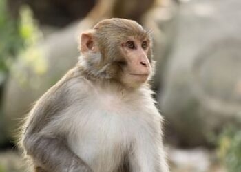 क्रूरता की हदें पार: जहर देकर मारे 15 बंदर, फिर जंगल में फेंक आया…बेजुबानों के साथ दिल दहला देने वाला सुलूक