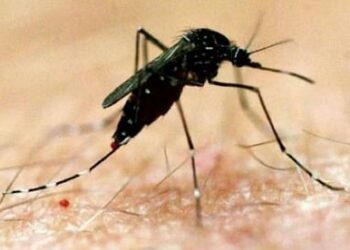 डेंगू ने बढ़ाई चिंता.. तीन मरीजों की मौत, सैकड़ों में अस्पताल में भर्ती, लड़खड़ाए सरकारी इंतजाम