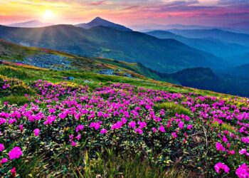 पर्यटकों के लिए बंद हुई फूलों की घाटी, 13 हजार से ज्यादा सैलानियों ने किया दीदार