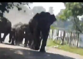 यहां अचानक सड़क पर आया हाथियों का झूंड, लोगों में दहशत