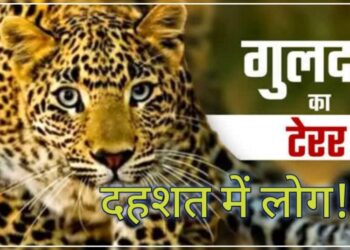 जंगल में घास लेने गई महिला पर किया हमला, मौके पर ही मौत