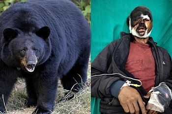 लकड़ी लेने जंगल गए व्यक्ति को भालू ने किया लहूलुहान, दस मिनट तक चला संघर्ष, एक हफ्ते में तीसरा हमला