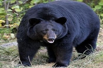 जंगल में बकरी चराने गई महिला पर भालू ने किया हमला