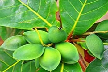 अब उत्तराखंड में भी होगी दुनिया के सबसे महंगे बादाम की खेती,कोलकाता की शबनम नर्सरी ने किया इंतजाम