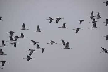 राजाजी और कॉर्बेट में शिकारी पक्षियों पर अध्ययन की मिली अनुमति, लगाए जाएंगे सेटेलाइट टैग