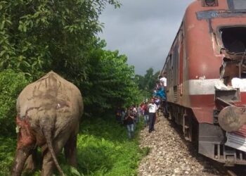 ट्रेन की चपेट में आने से मादा हाथी घायल! उपचार जारी