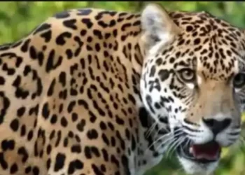 यहां आंगन में खेल रही पांच वर्षीय बच्ची को तेंदुए ने बनाया निवाला