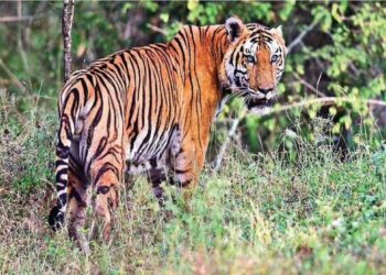 जंगल में घास लेने गई महिला पर बाघ ने किया हमला