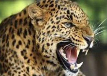 चार साल के बच्चे को आंगन से उठा ले गया बाघ, जंगल से बरामद हुआ शव