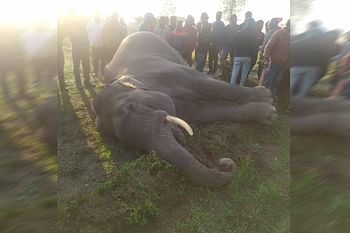 डोईवाला बडकोट रेंज में संदिग्ध परिस्थितियों में नर हाथी की मौत, गेहूं के खेत में मिला शव