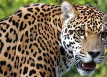 दो दिन में दो महिलाओं पर गुलदार ने बनाया निवाला