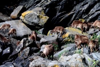 ठंड से बचाव को उच्च हिमालय क्षेत्र से निचले इलाकों में पहुंचे हिमालयन थार, झुंड में कर रहे विचरण