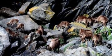 ठंड से बचाव को उच्च हिमालय क्षेत्र से निचले इलाकों में पहुंचे हिमालयन थार, झुंड में कर रहे विचरण