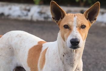 आवारा कुत्तों को पकड़ने के लिए डॉग स्क्वॉड बनाने के निर्देश, शहरी विकास निदेशालय ने जारी की एसओपी