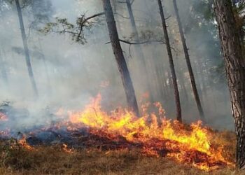 जंगलों को आग से बचाने को एडवाइजरी जारी, तुरंत एक्शन लेने के निर्देश जारी