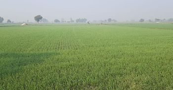 समय पर बारिश और बर्फबारी न होने से किसानों की बड़ी मुश्किलें