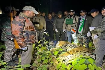 पकड़ा गया आदमखोर बाघ, अब तक तीन महिलाओं की ले चुका है जान; लोगों ने ली राहत की सांस