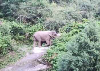पैदल दुगड्डा जा रहे व्यक्ति को हाथी ने सूंड से उठाकर पटका, रामपुर में गेट तोड़कर फसल रौंदी