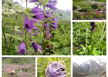 प्रकृति प्रेमियों के लिए 01 जून से खुलेगी फूलों की घाटी