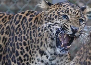 श्रीनगर के श्रीकोट में गुलदार ने चार वर्षीय बच्ची पर किया हमला